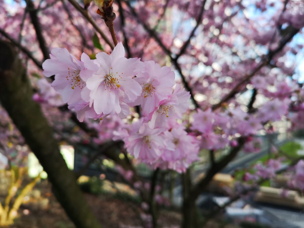 Kirschblüten Nahaufnahme aufgenommen mit dem Huawei P20 Pro