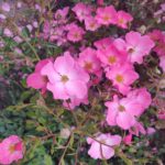 Aufnahme von rosa Blumen