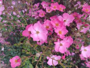 Aufnahme von rosa Blumen