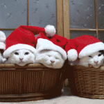 Lustige GIFs für Weihnachten - die schönsten Weihnachtsgrüße, Sprüche und mehr für WhatsApp