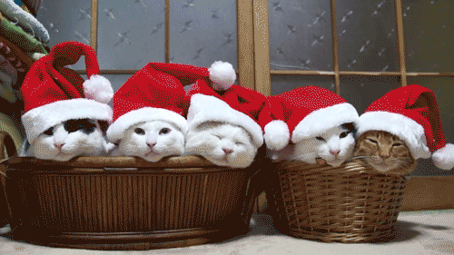 Lustige GIFs für Weihnachten - die schönsten Weihnachtsgrüße, Sprüche und mehr für WhatsApp